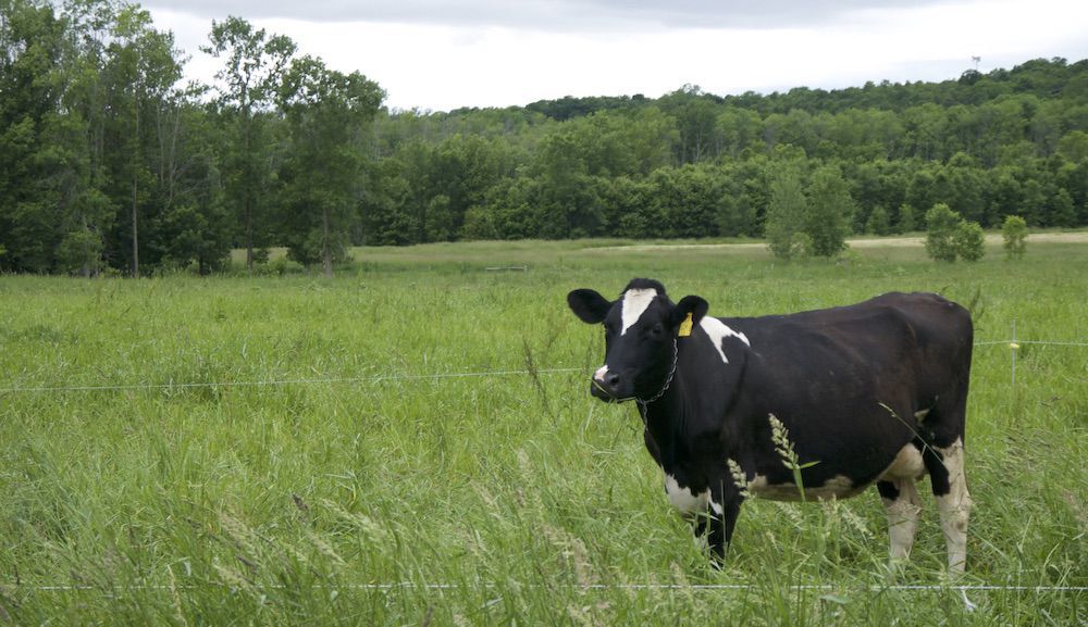 Dairy cow in a South Hero pasture, 6-14-2018